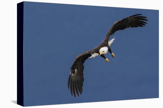 Bald Eagle Flight-Ken Archer-Premier Image Canvas