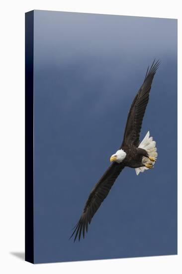 Bald Eagle Flight-Ken Archer-Premier Image Canvas