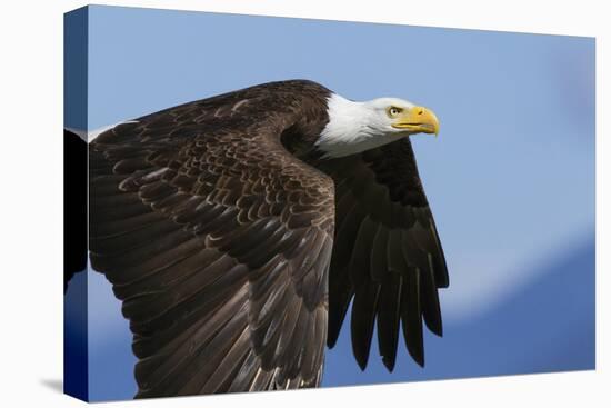 Bald Eagle Flight-Ken Archer-Premier Image Canvas