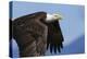 Bald Eagle Flight-Ken Archer-Premier Image Canvas