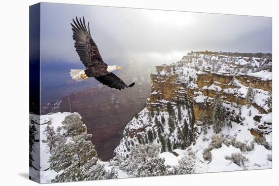 Bald Eagle Flying above Grand Canyon-Steve Collender-Premier Image Canvas