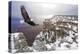 Bald Eagle Flying above Grand Canyon-Steve Collender-Premier Image Canvas