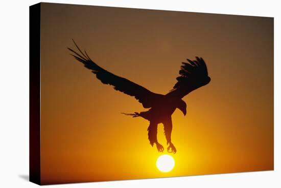 Bald Eagle Flying at Sunrise-W^ Perry Conway-Premier Image Canvas