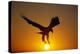 Bald Eagle Flying at Sunrise-W^ Perry Conway-Premier Image Canvas
