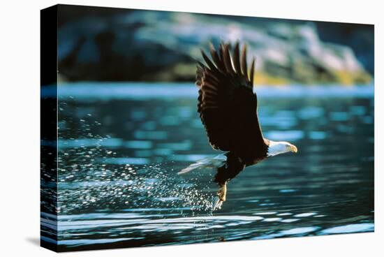 Bald Eagle Flying Low Over Water-null-Stretched Canvas