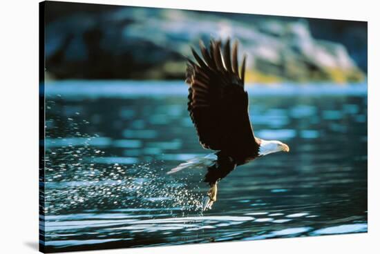 Bald Eagle Flying Low Over Water-null-Stretched Canvas