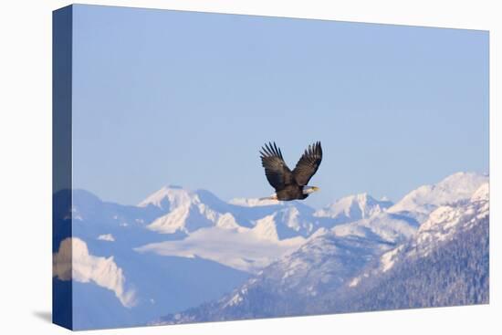 Bald Eagle flying over snow mountain, Haines, Alaska, USA-Keren Su-Premier Image Canvas