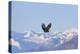 Bald Eagle flying over snow mountain, Haines, Alaska, USA-Keren Su-Premier Image Canvas