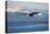 Bald Eagle flying over the ocean, snow mountain in the distance, Homer, Alaska, USA-Keren Su-Premier Image Canvas