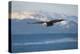 Bald Eagle flying over the ocean, snow mountain in the distance, Homer, Alaska, USA-Keren Su-Premier Image Canvas