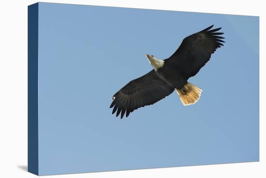 Bald Eagle Flying, Soaring-Sheila Haddad-Premier Image Canvas