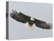 Bald Eagle Flying with Full Wingspread, Homer, Alaska, USA-Arthur Morris-Premier Image Canvas