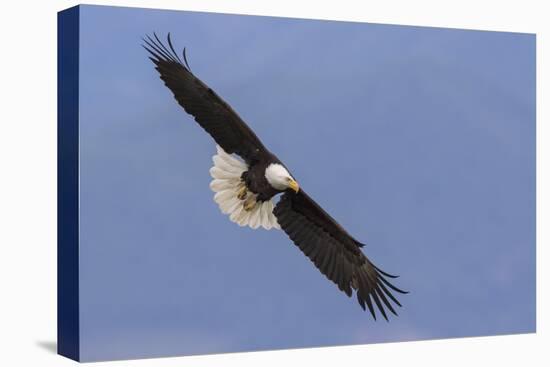 Bald Eagle flying-Ken Archer-Premier Image Canvas