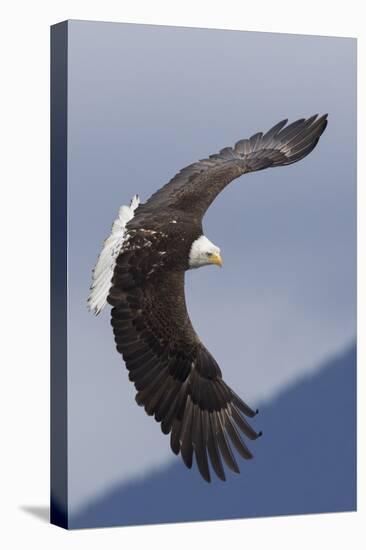 Bald Eagle flying-Ken Archer-Premier Image Canvas