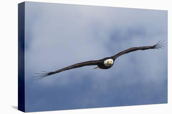 Bald Eagle flying-Ken Archer-Premier Image Canvas