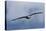 Bald Eagle flying-Ken Archer-Premier Image Canvas