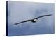 Bald Eagle flying-Ken Archer-Premier Image Canvas