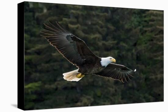 Bald Eagle, Glacier Bay National Park and Preserve, Alaska, USA-Art Wolfe-Premier Image Canvas