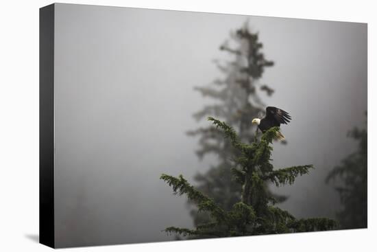 Bald eagle (Haliaeetus leucocephalus), Chugach National Forest, Alaska, United States of America, N-Ashley Morgan-Premier Image Canvas