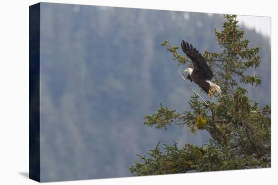 Bald eagle (Haliaeetus leucocephalus), Chugach National Forest, Alaska, United States of America, N-Ashley Morgan-Premier Image Canvas