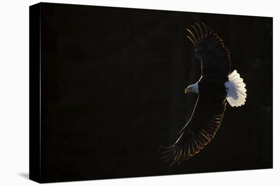 Bald eagle (Haliaeetus leucocephalus) in flight, Alaska, USA, February-Danny Green-Premier Image Canvas