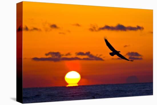 Bald Eagle (Haliaeetus Leucocephalus) In Flight, Silhouetted At Sunset, Haines, Alaska, March-Juan Carlos Munoz-Premier Image Canvas
