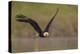 Bald Eagle (Haliaeetus Leucocephalus) in Flight, Washington, USA-Gary Luhm-Premier Image Canvas