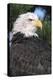 Bald Eagle (Haliaeetus Leucocephalus) in pine tree, Colorado-Richard & Susan Day-Premier Image Canvas