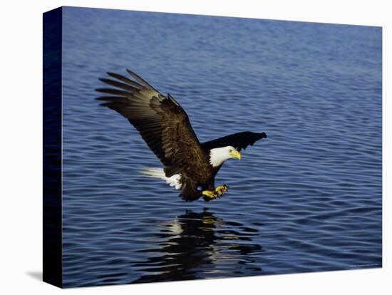 Bald Eagle (Haliaetus Leucocephalus) in February, Alaska, USA-David Tipling-Premier Image Canvas