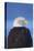 Bald Eagle, Homer, Alaska, USA-Keren Su-Premier Image Canvas