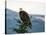 Bald Eagle I-Stan Hellmann-Stretched Canvas