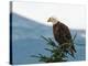 Bald Eagle II-Stan Hellmann-Stretched Canvas