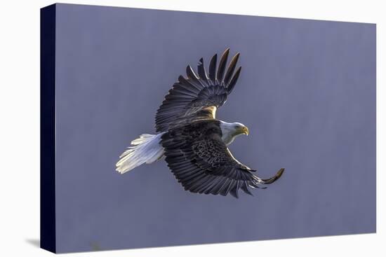 Bald Eagle in flight, Glacier Bay-Art Wolfe-Premier Image Canvas