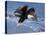 Bald Eagle in Flight with Fish in Kachemak Bay, Alaska, USA-Steve Kazlowski-Premier Image Canvas