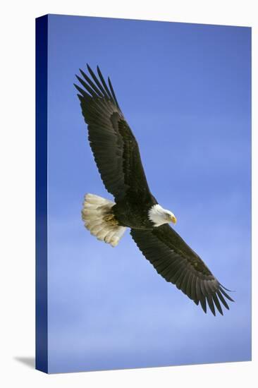 Bald Eagle in Flight-null-Premier Image Canvas