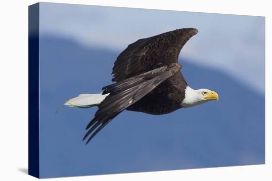 Bald Eagle in Flight-Ken Archer-Premier Image Canvas
