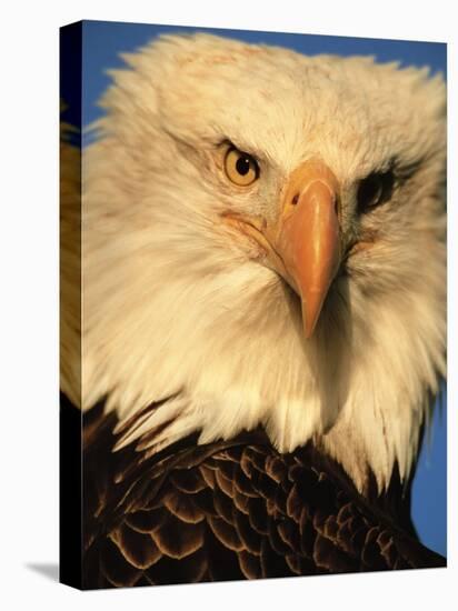 Bald Eagle in Kachemak Bay, Homer, Alaska, USA-Dee Ann Pederson-Premier Image Canvas