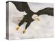Bald Eagle in Landing Posture, Homer, Alaska, USA-Arthur Morris-Premier Image Canvas