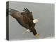 Bald Eagle in Landing Posture, Homer, Alaska, USA-Arthur Morris-Premier Image Canvas