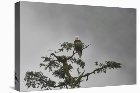 Bald eagle in the mist, Chugach National Forest, Alaska, United States of America, North America-Ashley Morgan-Premier Image Canvas