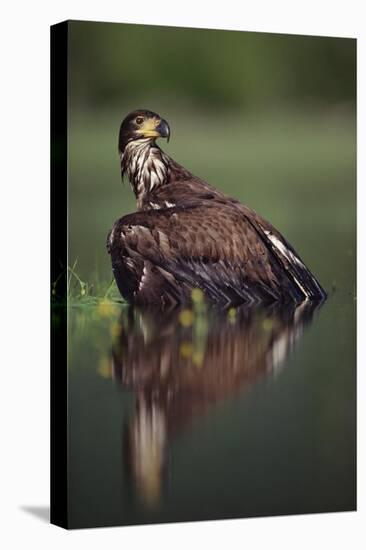 Bald Eagle juvenile with its reflection, British Columbia, Canada-Tim Fitzharris-Stretched Canvas