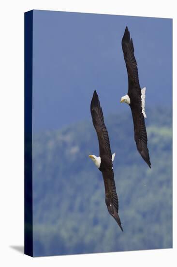 Bald Eagle Pair, Courtship Flight-Ken Archer-Premier Image Canvas