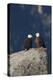 Bald Eagle Pair on Boulder-Ken Archer-Premier Image Canvas