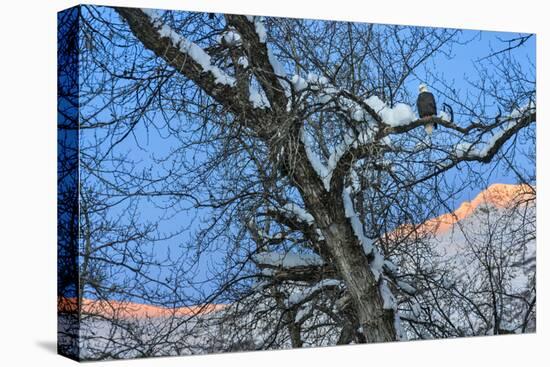 Bald Eagle perched on a tree covered with snow, snow mountain in the distance, Haines, Alaska, USA-Keren Su-Premier Image Canvas