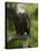 Bald Eagle Perching in a Pine Tree, Flathead Lake, Montana, Usa-Rebecca Jackrel-Premier Image Canvas