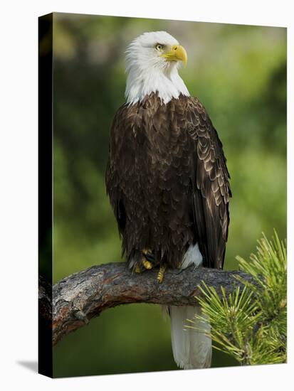 Bald Eagle Perching in a Pine Tree, Flathead Lake, Montana, Usa-Rebecca Jackrel-Premier Image Canvas