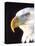 Bald Eagle Portrait, Native to USA and Canada-David Northcott-Premier Image Canvas