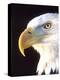 Bald Eagle Portrait, Native to USA and Canada-David Northcott-Premier Image Canvas