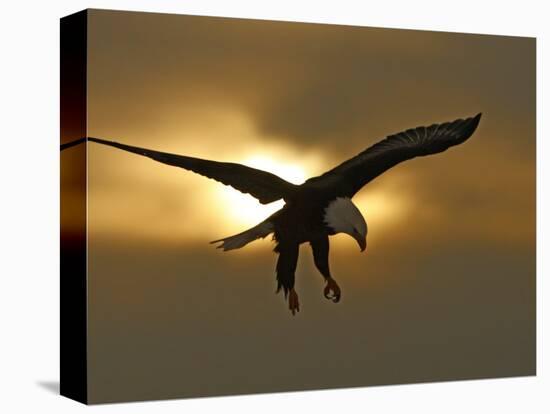 Bald Eagle Preparing to Land Silhouetted by Sun and Clouds, Homer, Alaska, USA-Arthur Morris-Premier Image Canvas