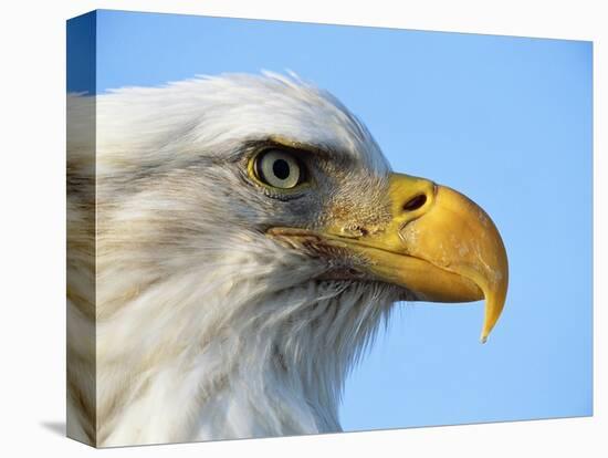 Bald Eagle Profile-John Conrad-Premier Image Canvas